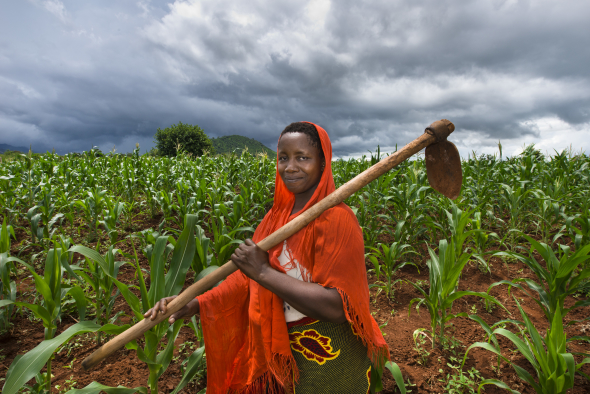 GPAF project (Global Poverty Action Fund). Agriculture project, women working in maize cornfields. Collective crop demonstration, 8 women 8 acres, work together to produce corn.